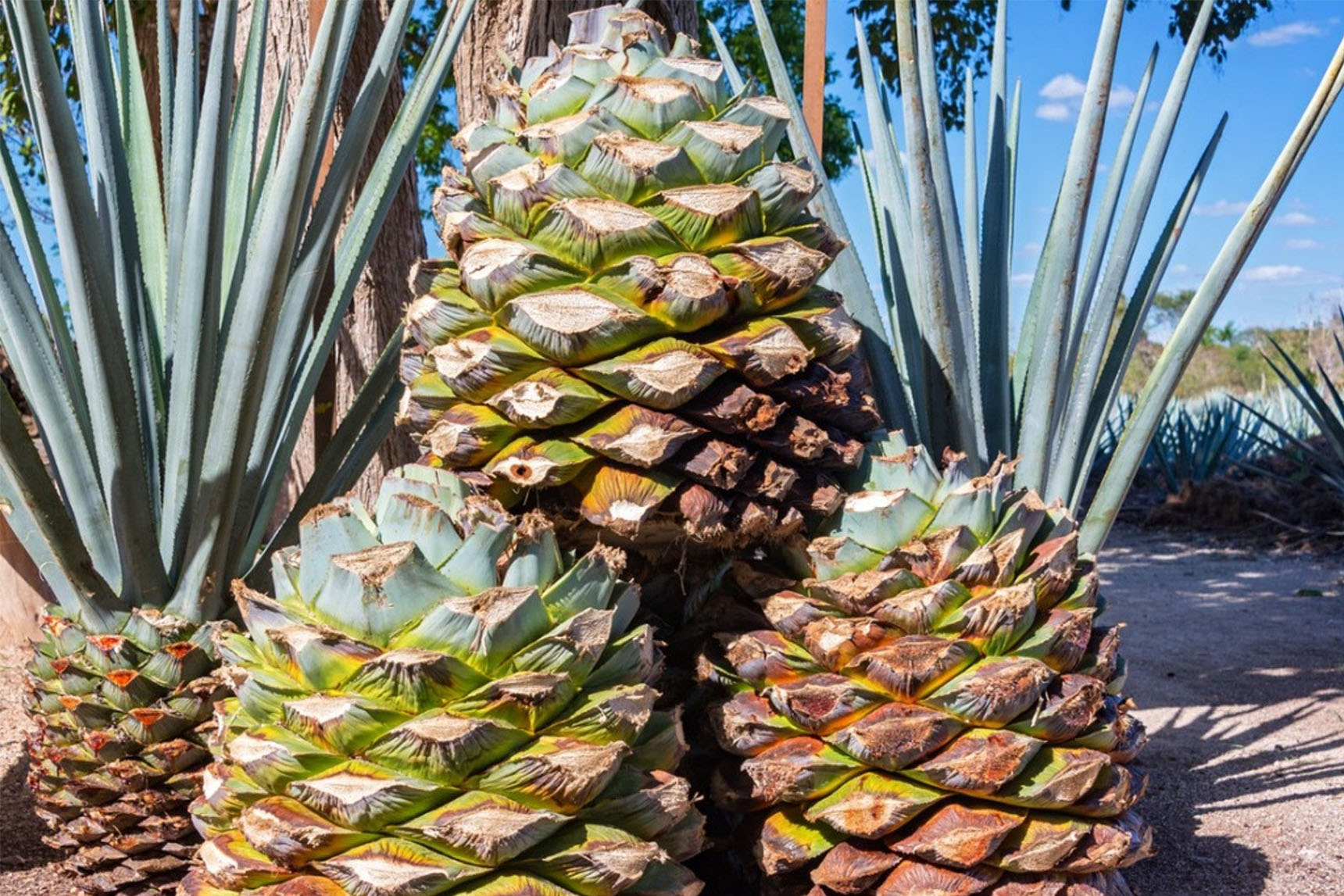 Agave - Pina - Background